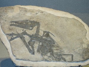 Ecco il calco che è stato trasferito a New York per la prossima mostra sul volo degli pterosauri